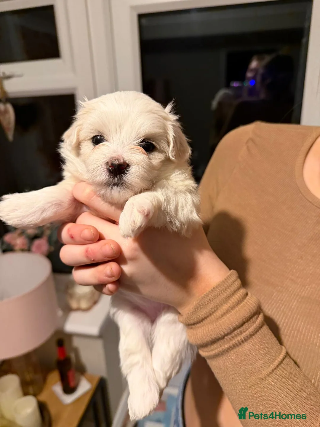Maltese dogs for sale: Maltese babies - Advert 31