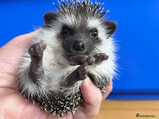 Pygmy Hedgehog rodents Stunning black assorted masked 8wk babies ready ! - Advert 18