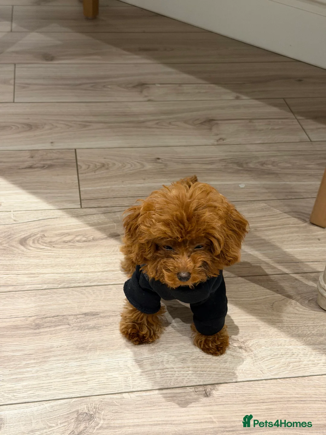 Toy Poodle dogs for sale: Stunning Asian toy poodle - Advert 3