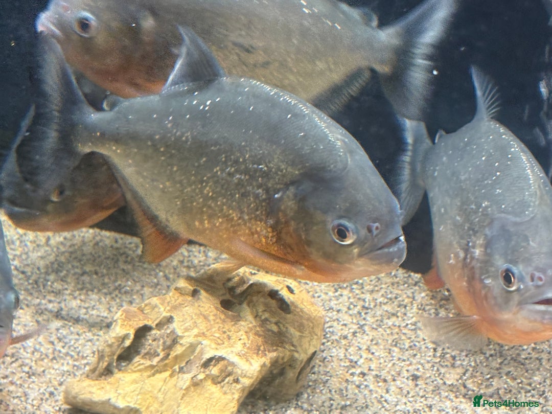 Piranhas fish for sale: Red Belly Piranhas - Image 9