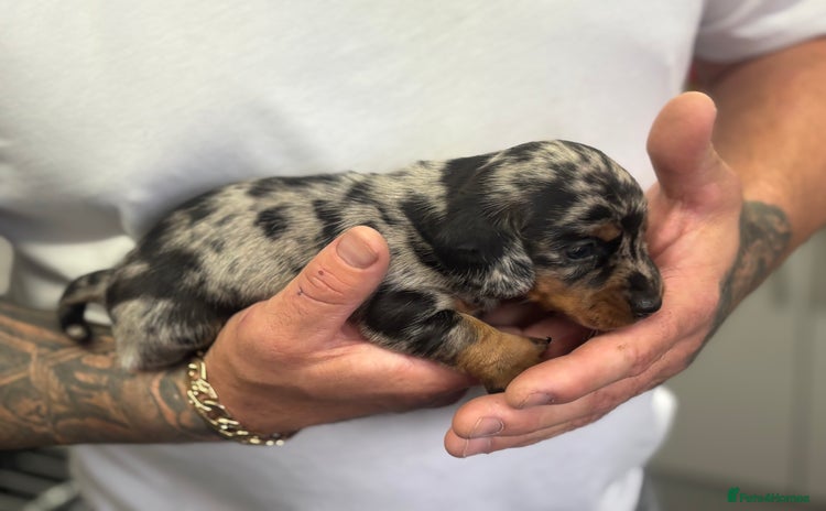 Miniature Dachshund dogs - Advert 2