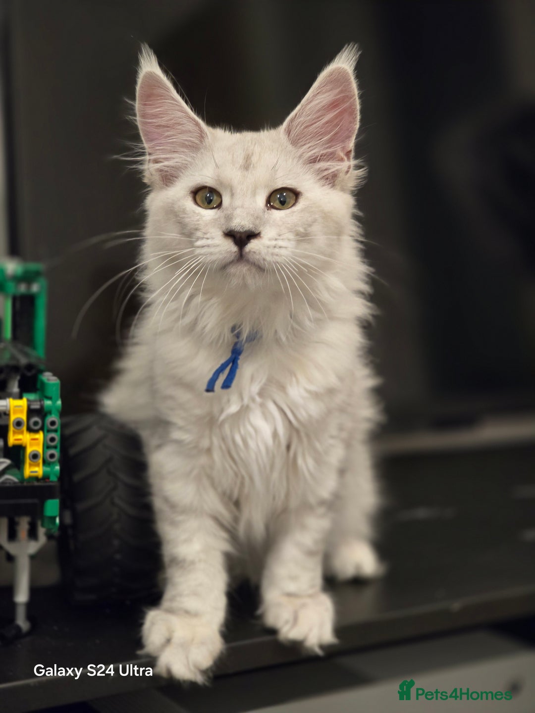 Maine Coon cats for sale: Large Silver Shaded Maine Coon kittens  - Image 6