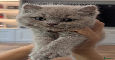 British Shorthair cats - Advert 13