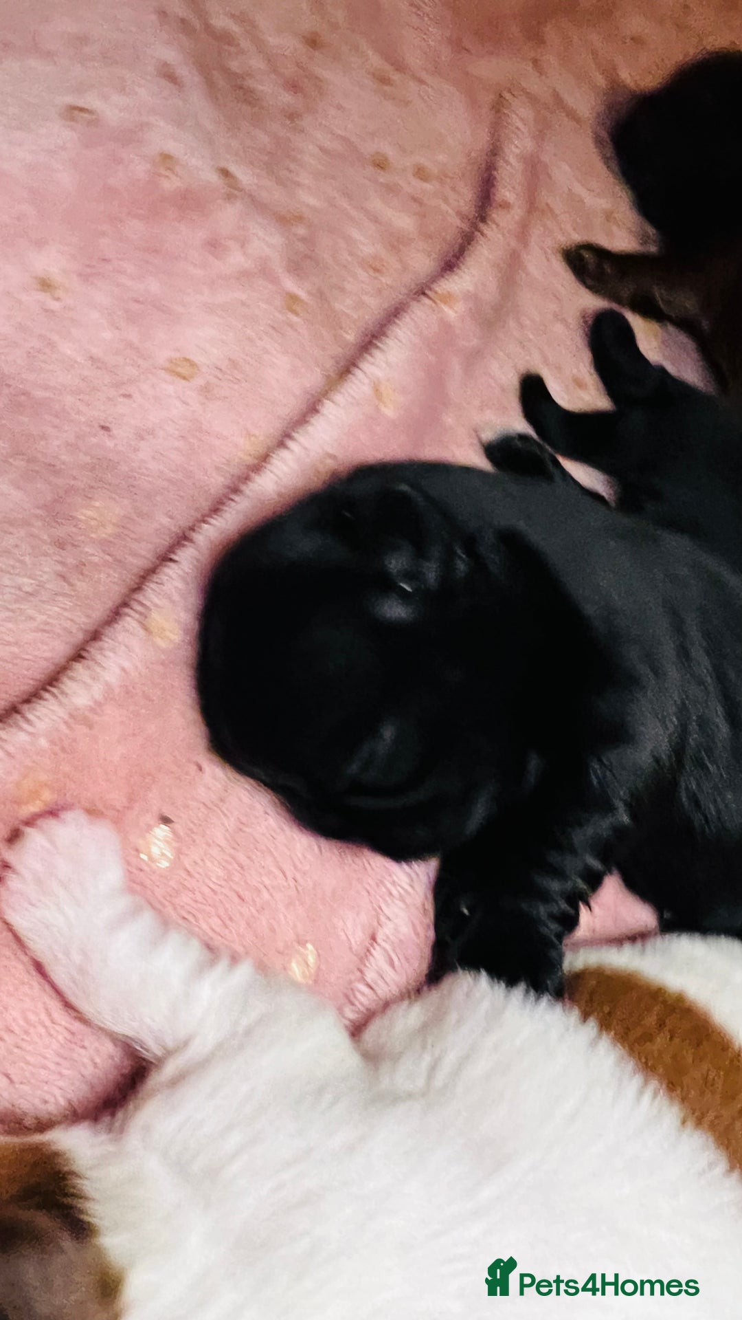 Shih Tzu dogs for sale: Shih Tzu Puppies - Advert 14