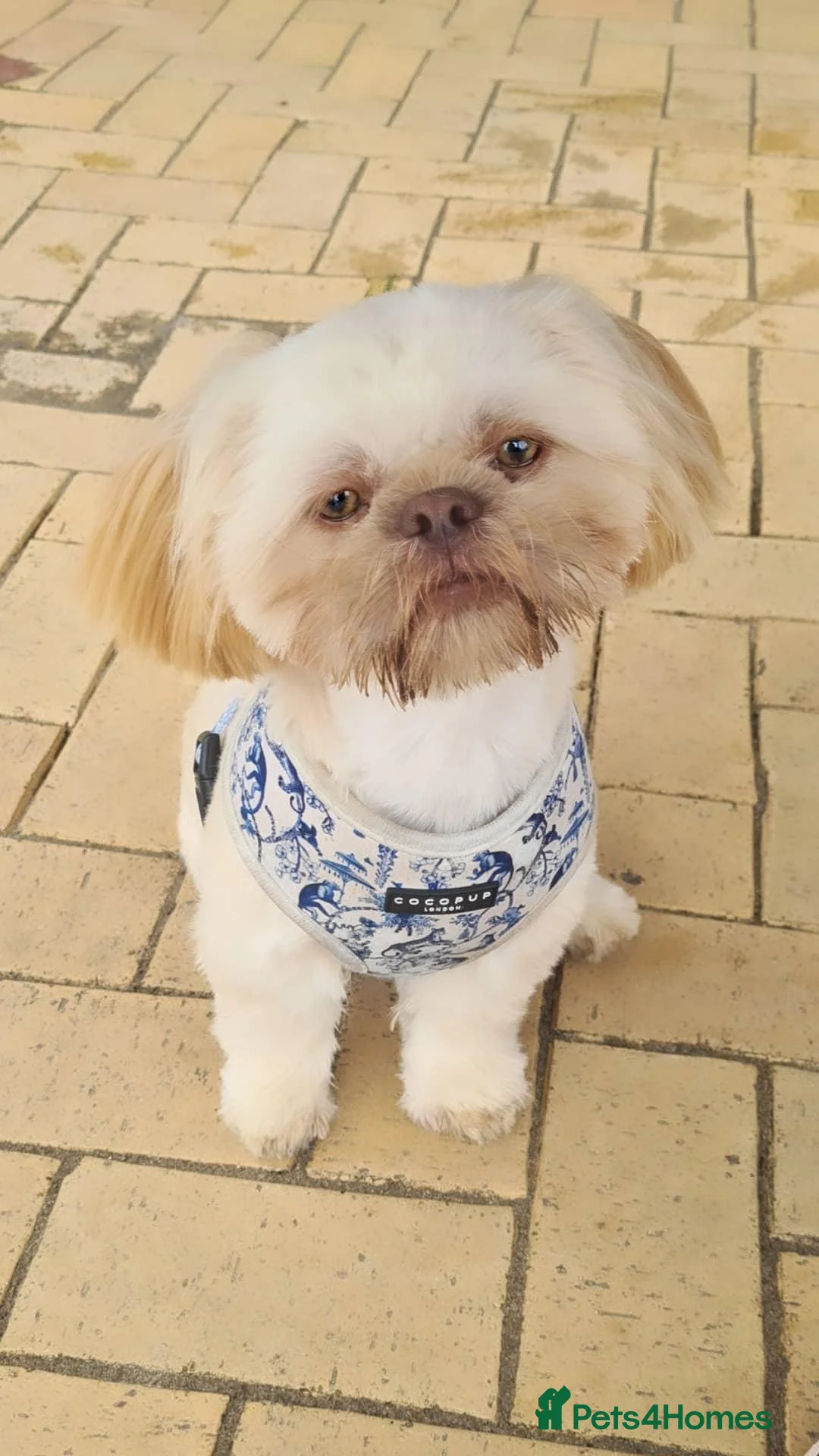 Shih Tzu dogs for stud: LAVENDER PRODUCING Liver Imperial shihtzu in Cardiff - Advert 9