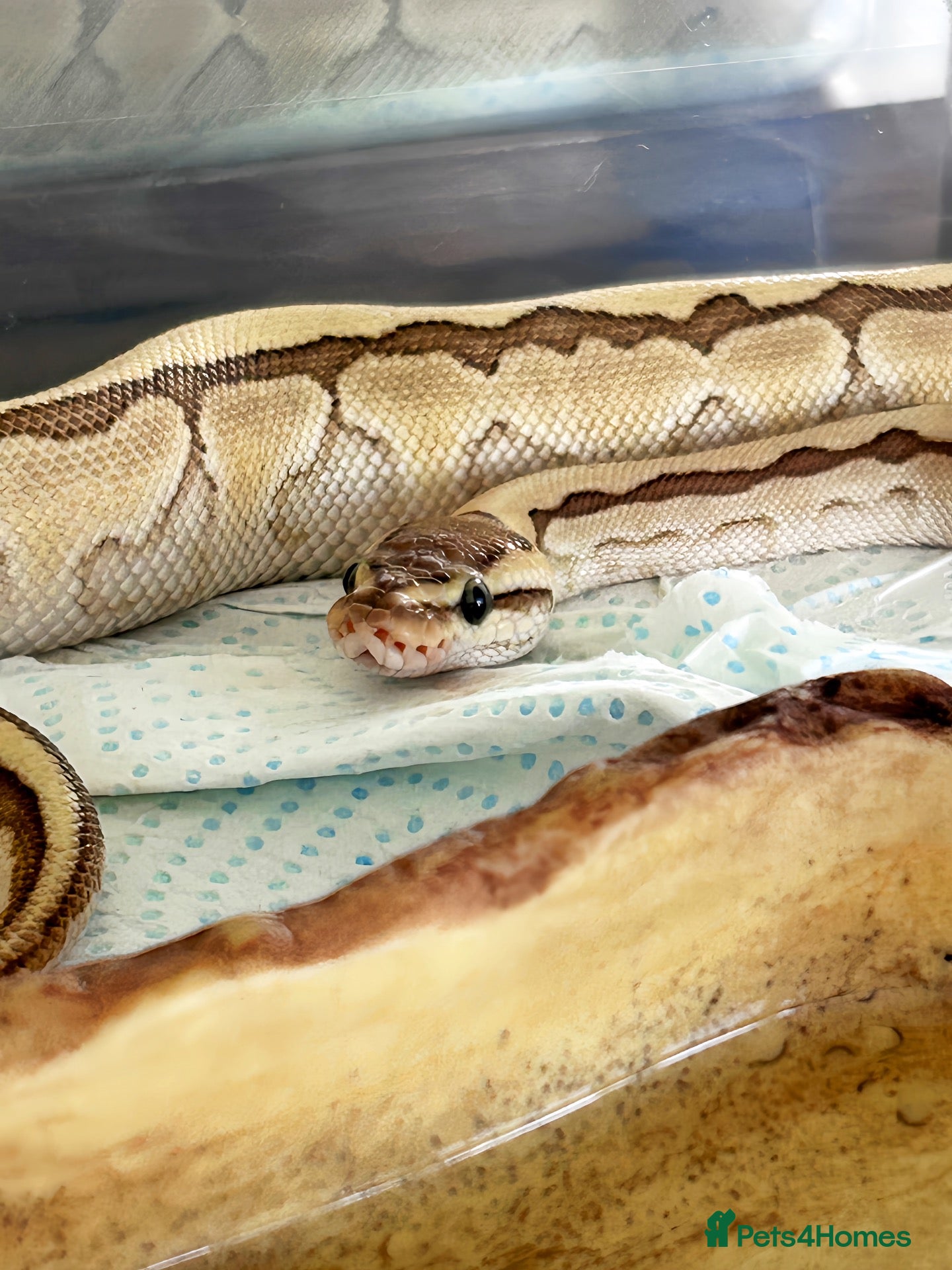 Python Snake reptiles Royal Python ls X2 - Advert 5