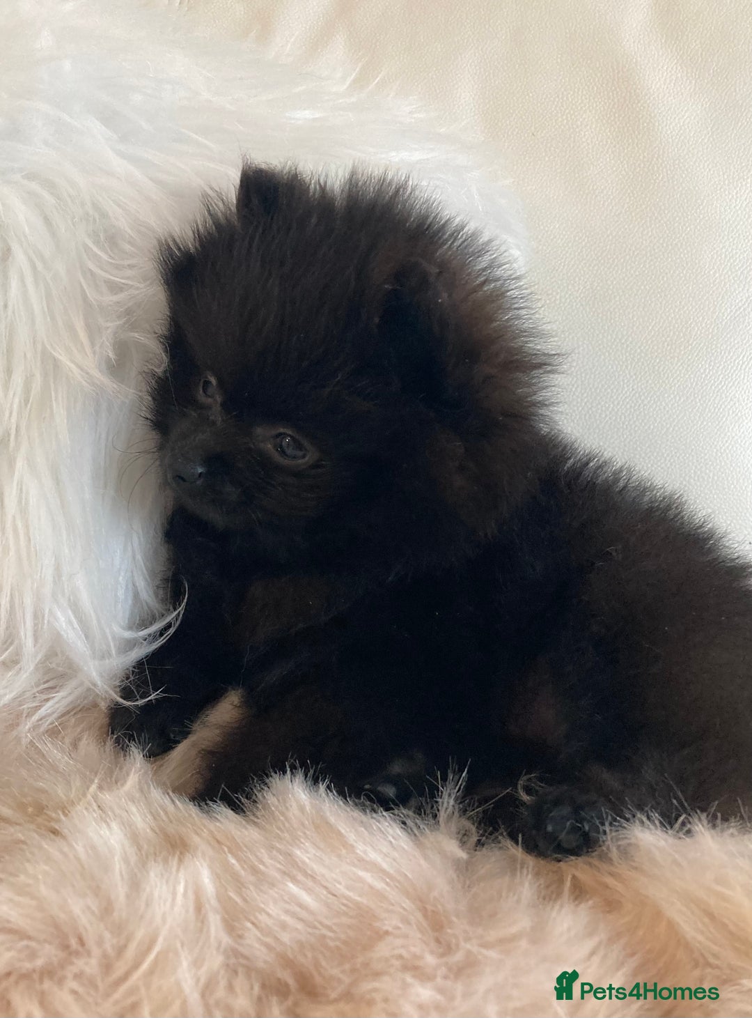 Pomeranian dogs for sale: READY NOW OUTSTANDING KC FEMALE AVALIBLE - Image 5