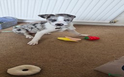 Mixed Breed dogs for sale: Reluctant sale of puppy - Image 1
