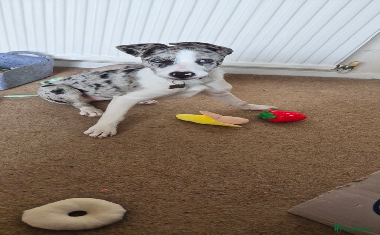Mixed Breed dogs - Advert 2