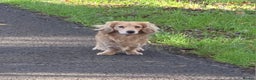 Miniature Dachshund dogs for stud: STUD 100% Long Haired Cream Miniature Dachshund - Advert 21