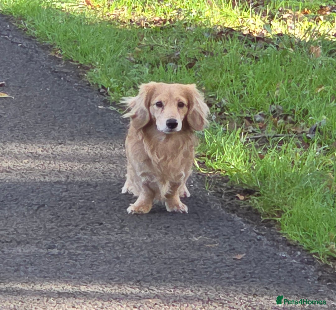 Miniature Dachshund dogs for stud: STUD 100% Long Haired Cream Miniature Dachshund - Advert 21