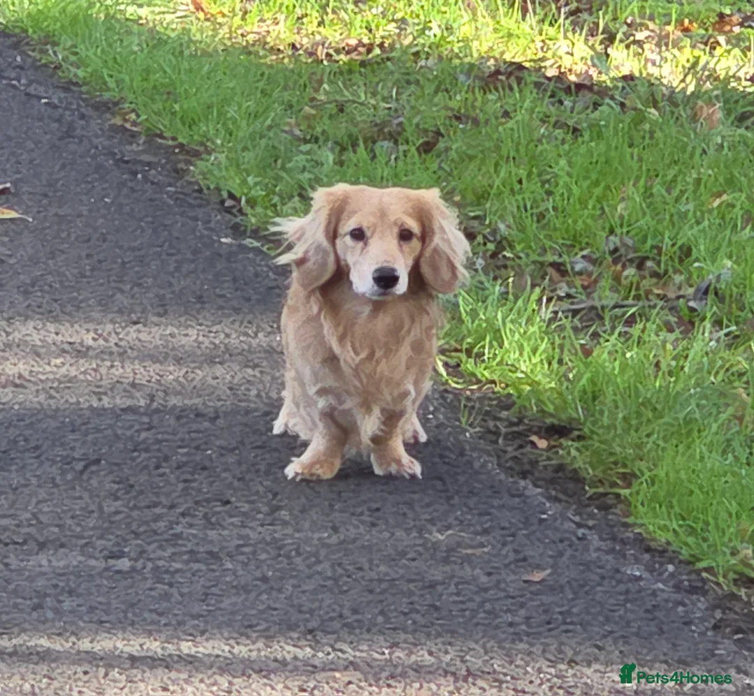 Miniature Dachshund dogs for stud: STUD 100% Long Haired Cream Miniature Dachshund - Advert 21