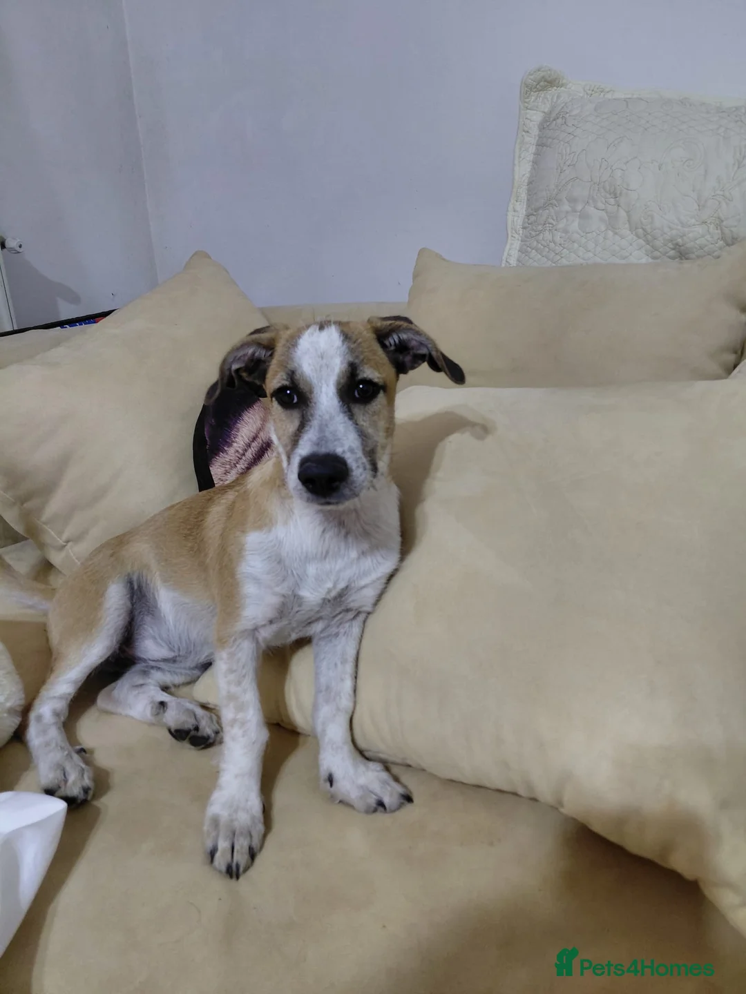 Mixed Breed dogs for adoption: 💖 Meet JESSICA 💖 - a story of Strength and Love - Advert 9