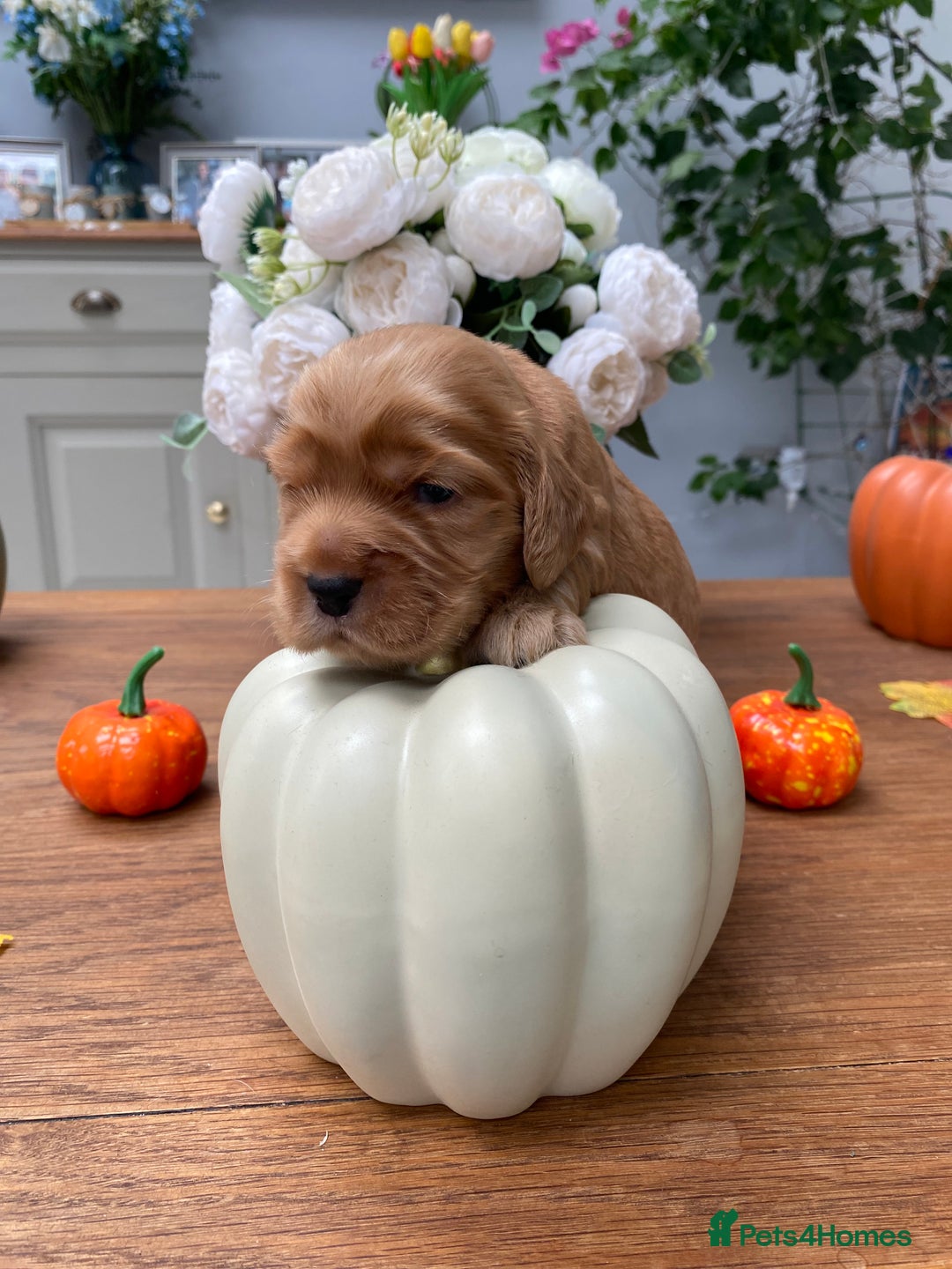 Cocker Spaniel dogs for sale: KC SHOW TYPE COCKER REGISTERED - Advert 20