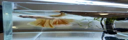 Bettas fish for sale: Betta sale!!  - Advert 8