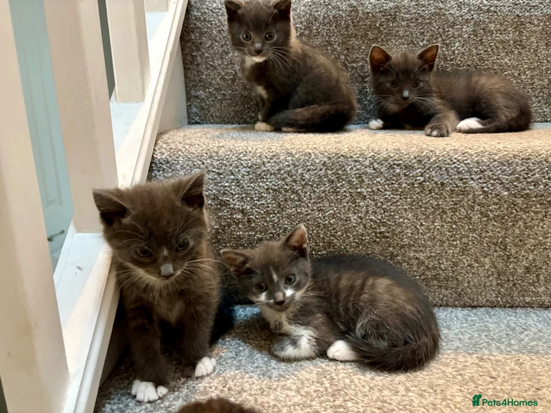 Mixed Breed cats for sale: Stunning lilac grey white kittens  in Rickmansworth - Advert 2