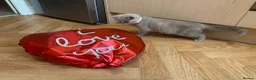 British Shorthair cats for sale: British Shorthair Kitten - Advert 19