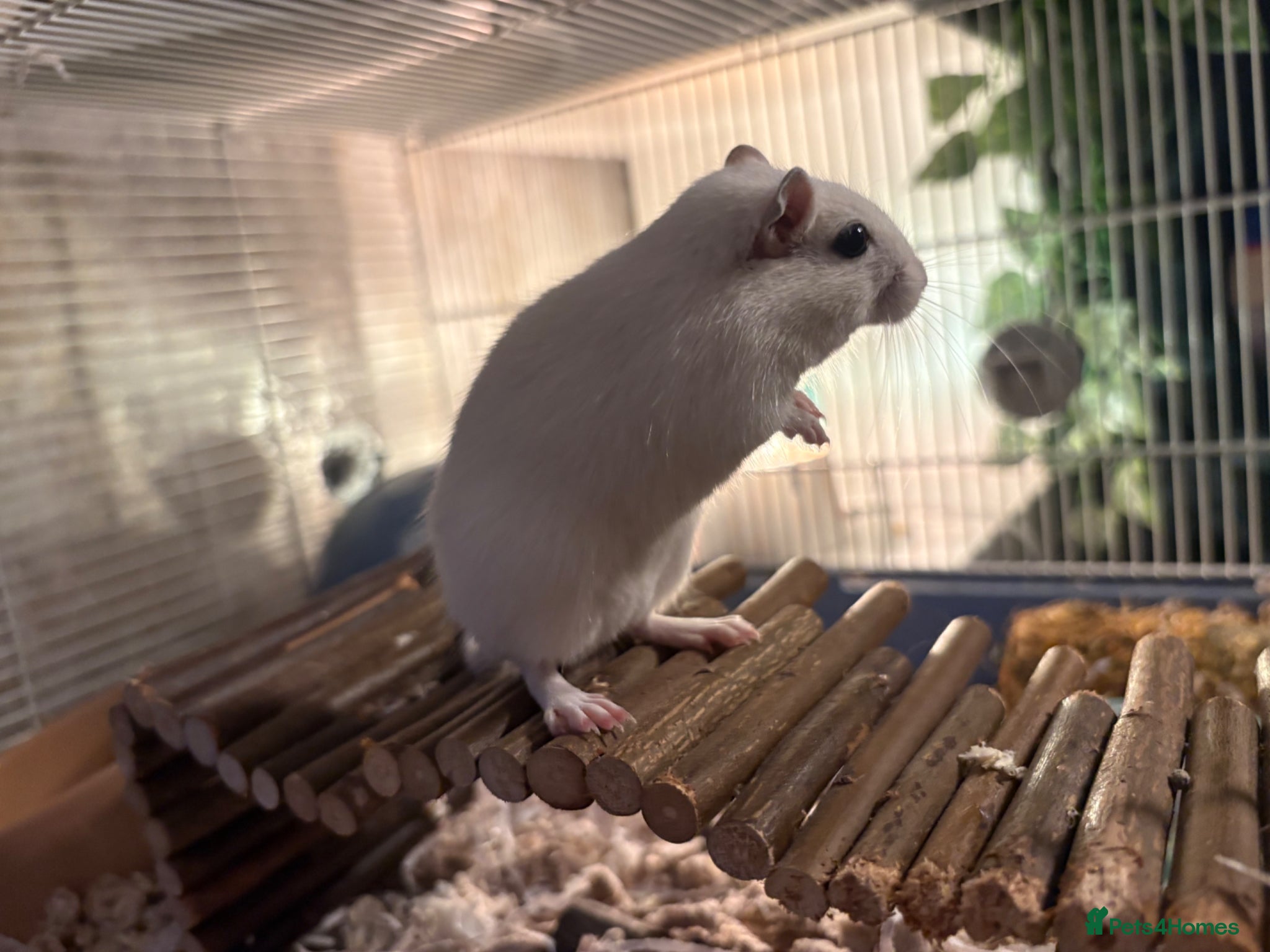 Gerbil rodents 2 male gerbils with full set up  - Advert 3