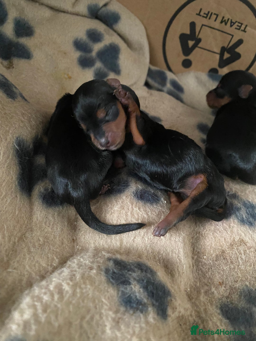 Yorkshire Terrier dogs for sale: 4 beautiful Yorkshire terrier pups  - Image 4