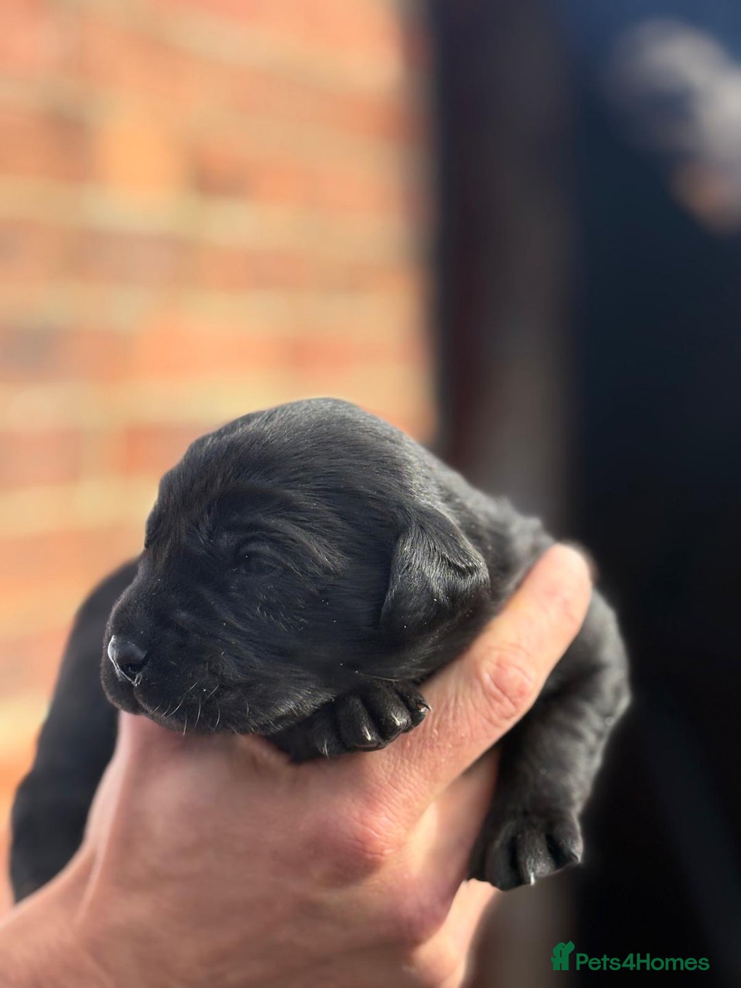 Labrador Retriever dogs for sale: Black & yellow working Labrador puppies  - Image 2