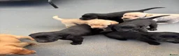 Labrador Retriever dogs for sale: QUALITY LABRADOR PUPPIES  - Advert 3