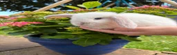 Mini Lop rabbits for sale: 4 beautiful mini lops - Advert 2