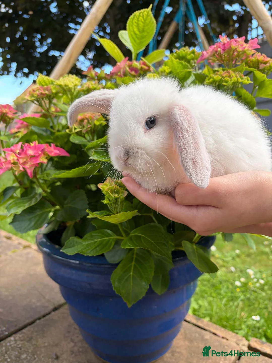 Mini Lop rabbits for sale: 4 beautiful mini lops - Advert 2