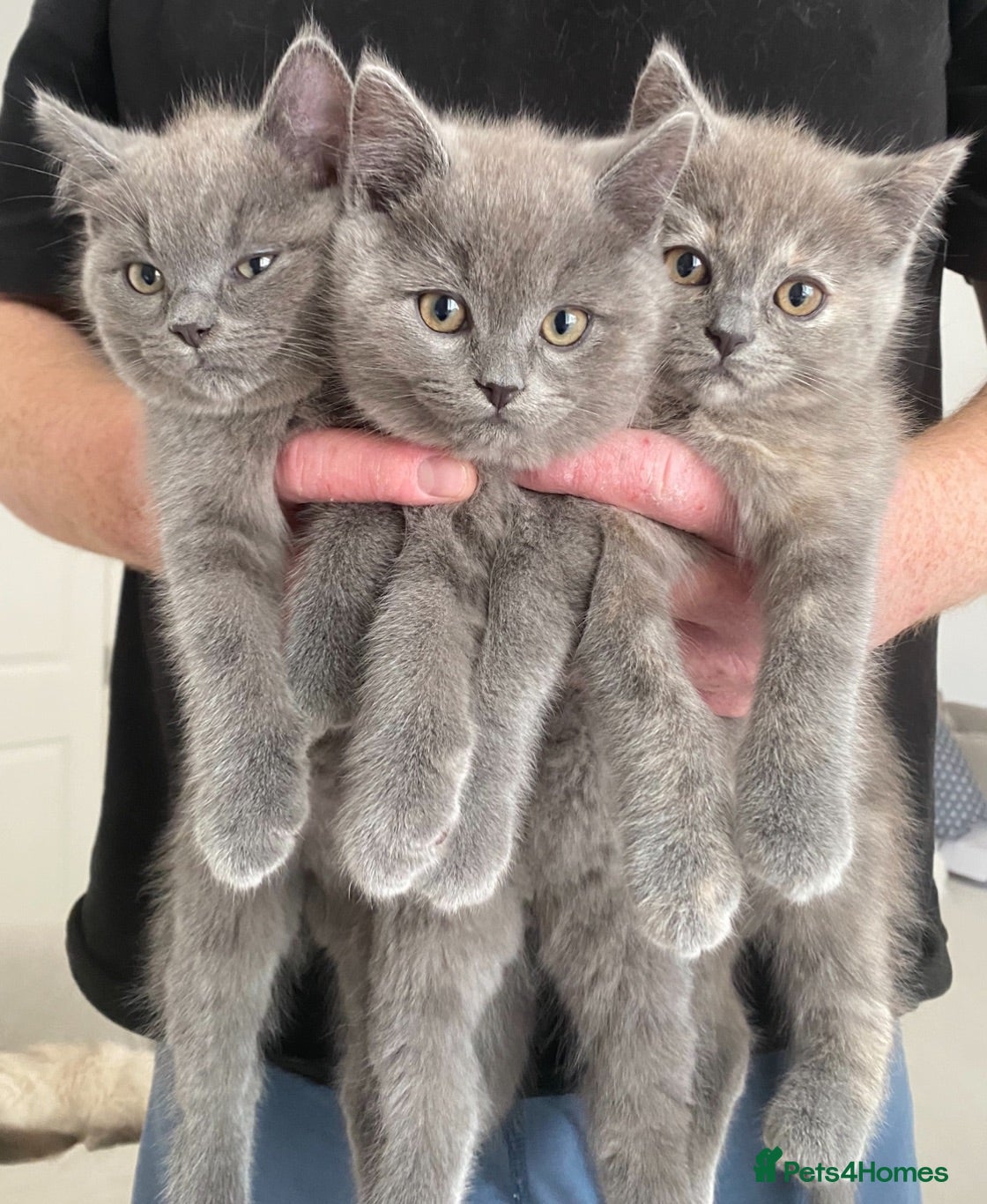 British Shorthair cats Beautiful GGCF British Shorthair X Ragdoll Kittens - Advert 1