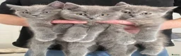 British Shorthair cats for sale: Beautiful GGCF British Shorthair X Ragdoll Kittens - Advert 1