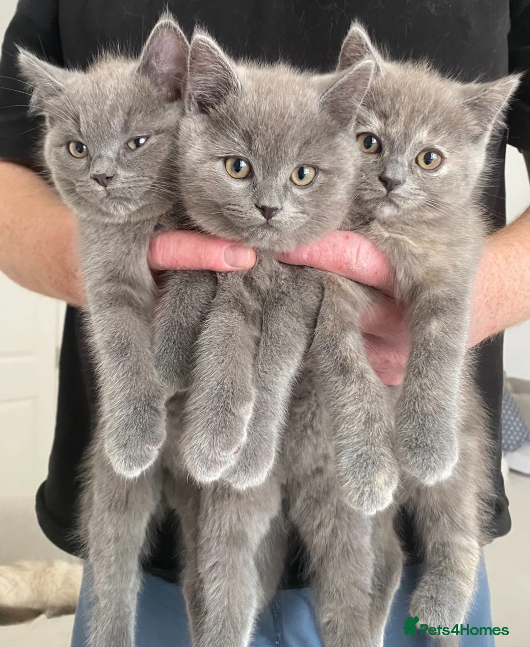 British Shorthair cats for sale: Beautiful GGCF British Shorthair X Ragdoll Kittens - Advert 1