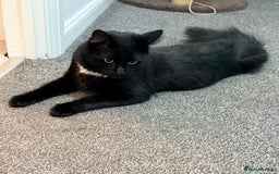 Maine Coon cats for sale: 10 Month old Kitten - Maine Coon - Image 3