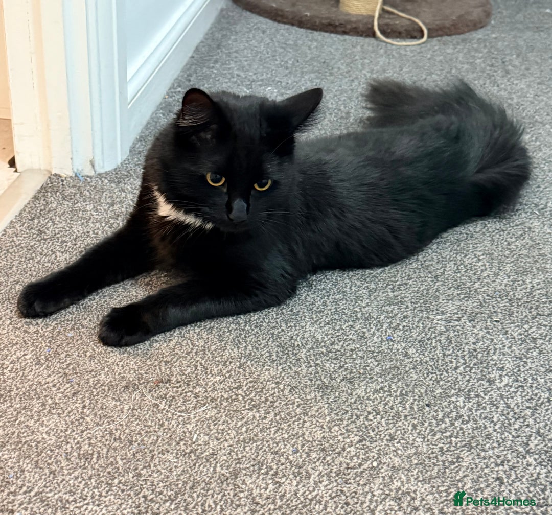 Maine Coon cats for sale: 10 Month old Kitten - Maine Coon - Image 3