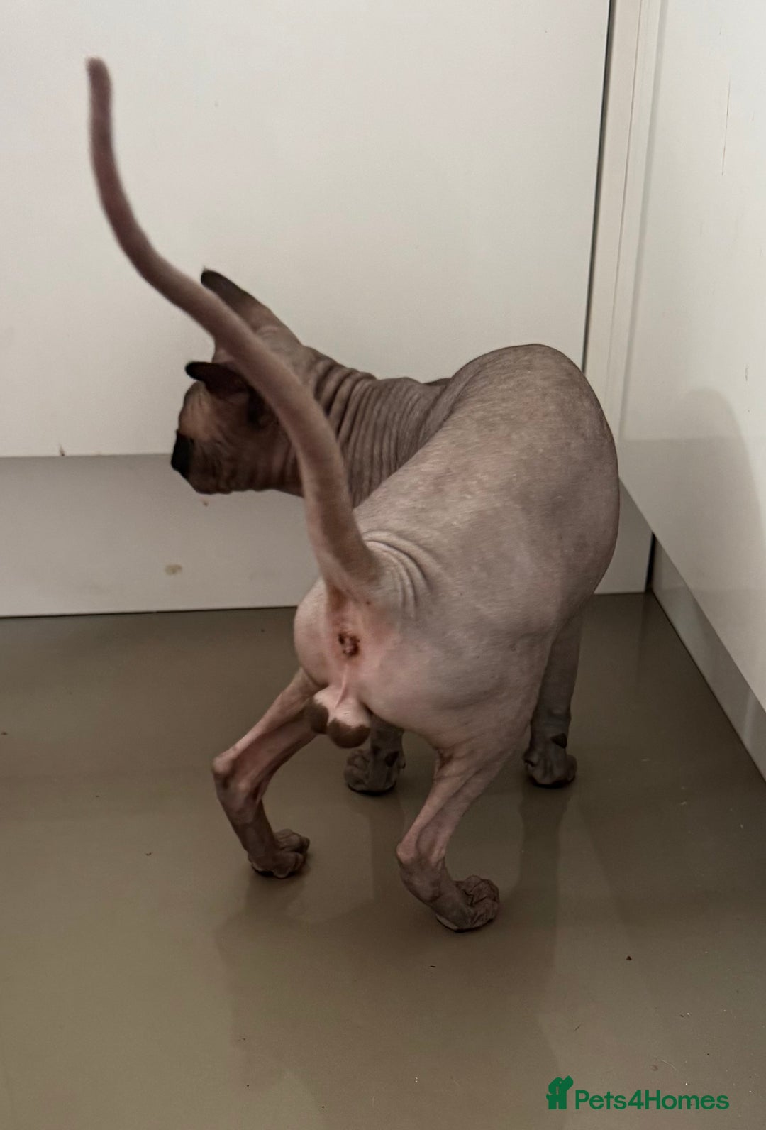 Sphynx cats for stud: TICA Registered Active,Canadian Sphynx is for STUD - Advert 5