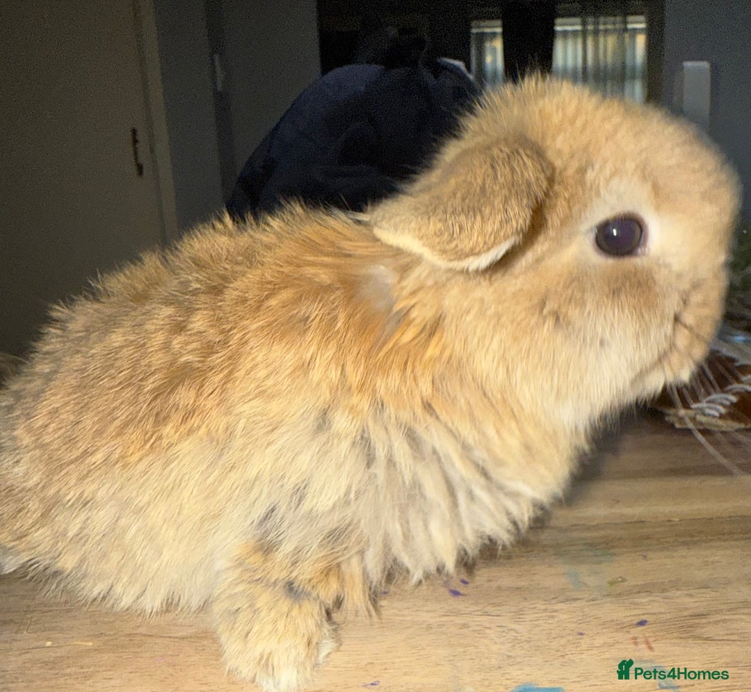 Mini Lop rabbits for sale: Exceptional BRC mini lops  - Advert 4