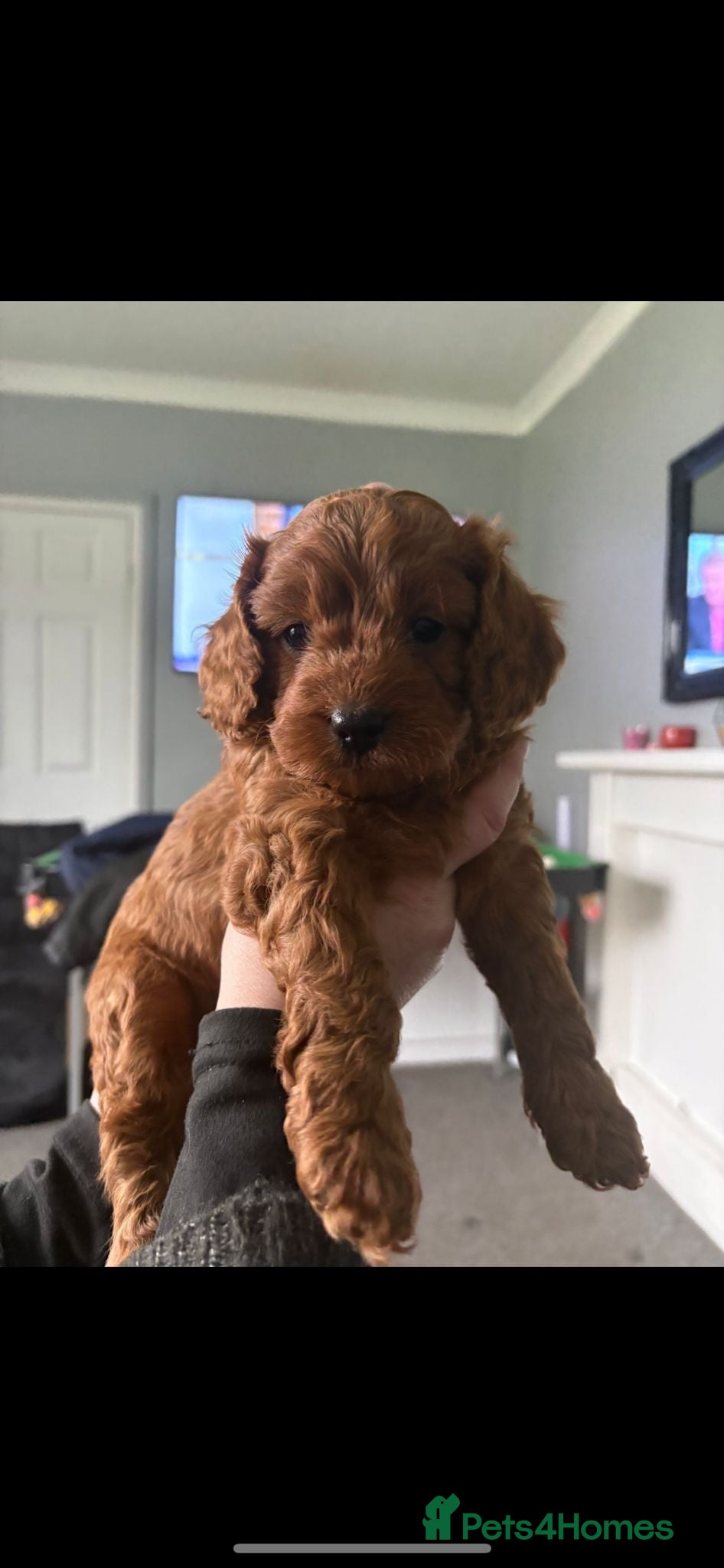 Cavapoo dogs Minature (toy) cavapoos  - Advert 1