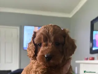 Cavapoo dogs Minature (toy) cavapoos - Advert 1