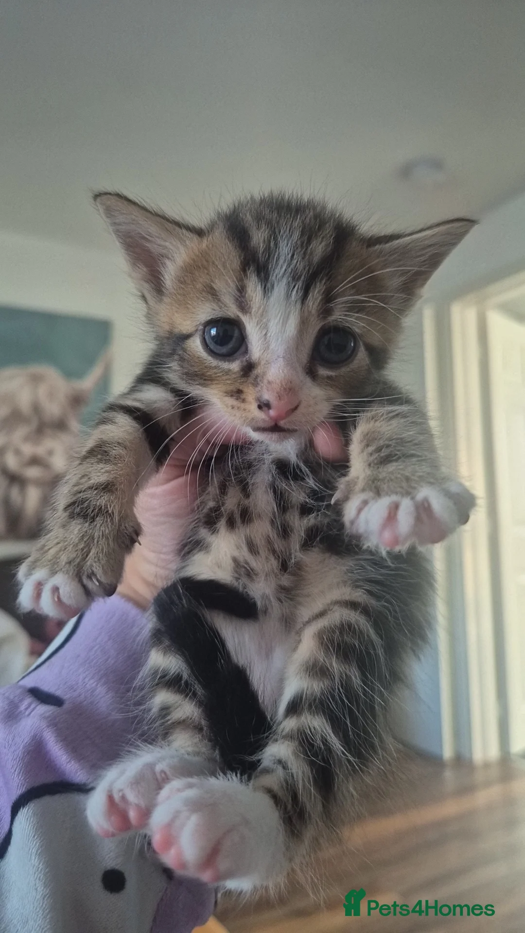 Mixed Breed cats for sale: Bengal Cross Kittens Ready for a Loving Home in Doncaster - Advert 2