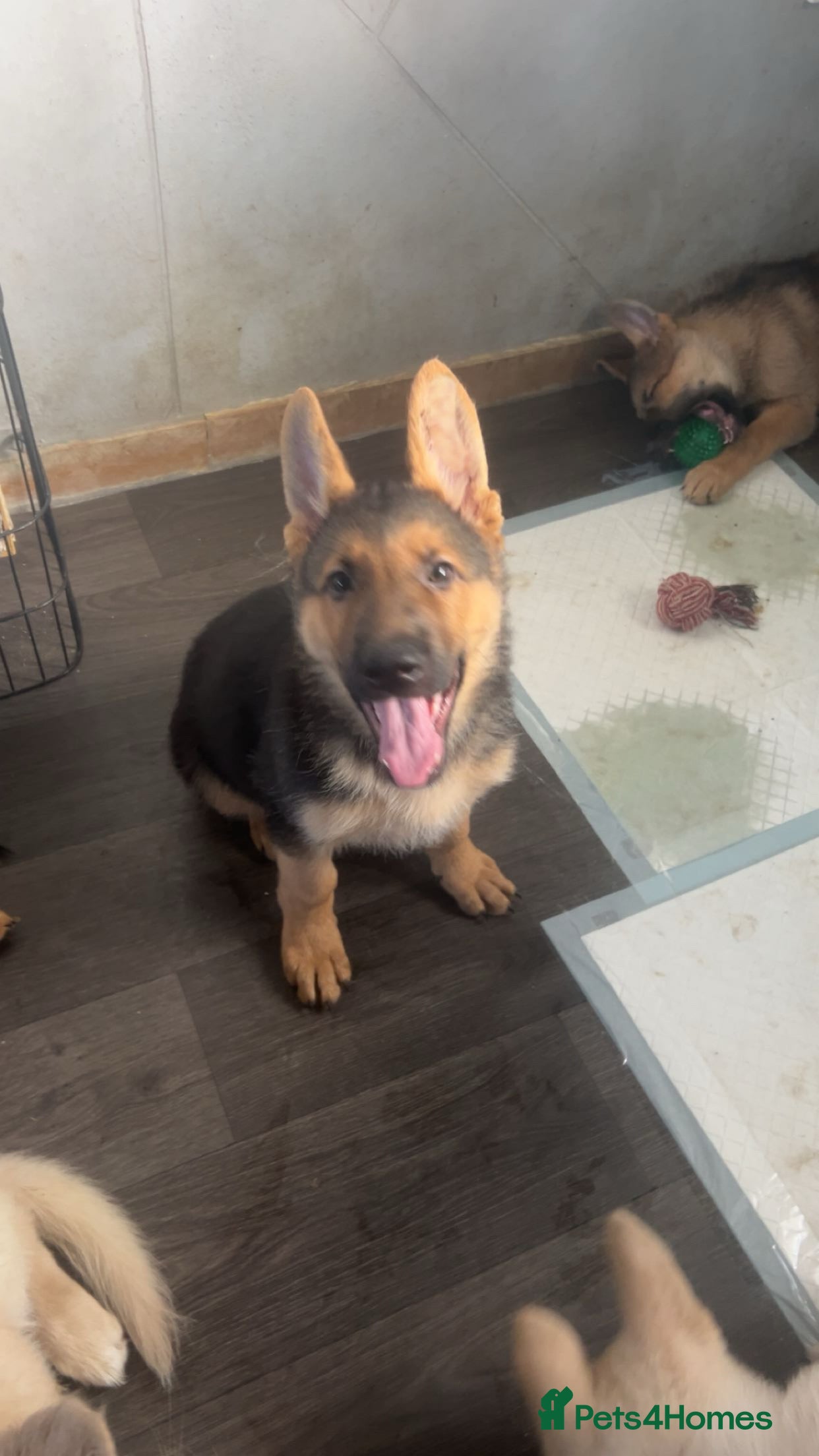 German Shepherd dogs German shepherd puppies - Advert 16