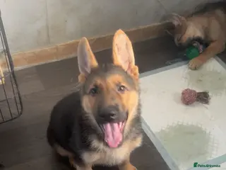 German Shepherd dogs German shepherd puppies - Advert 16