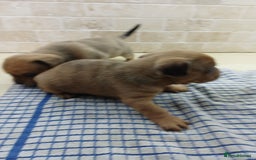 Mixed Breed dogs for sale: Pug x dachshund  ( Daug?) - Image 13