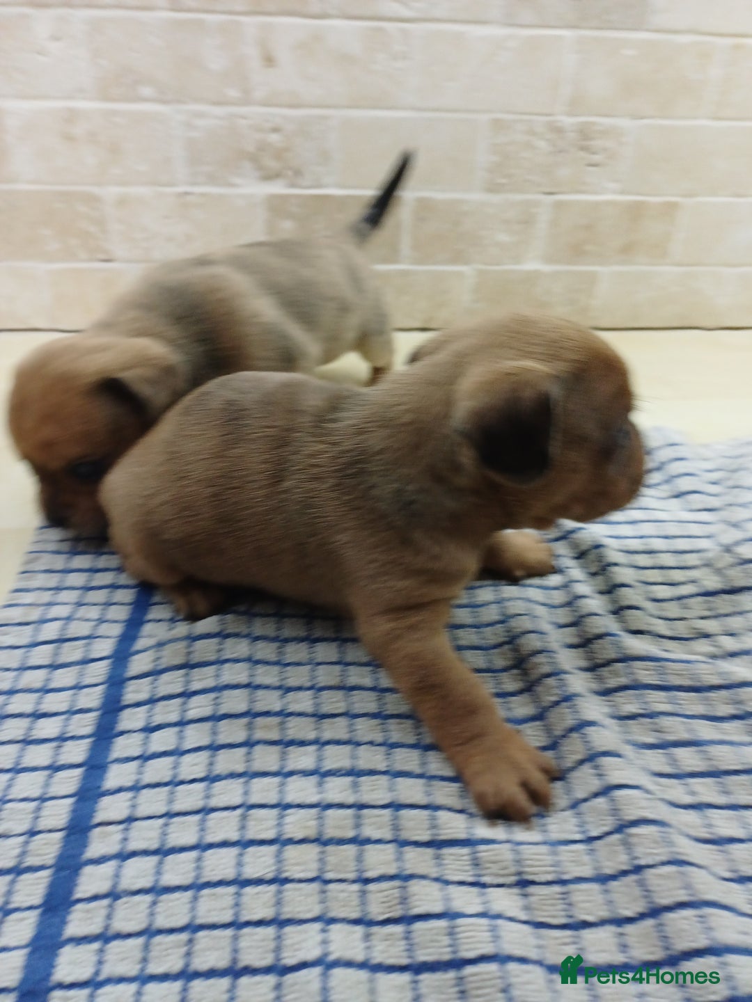 Mixed Breed dogs for sale: Pug x dachshund  ( Daug?) - Image 13