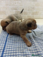 Mixed Breed dogs - Advert 3