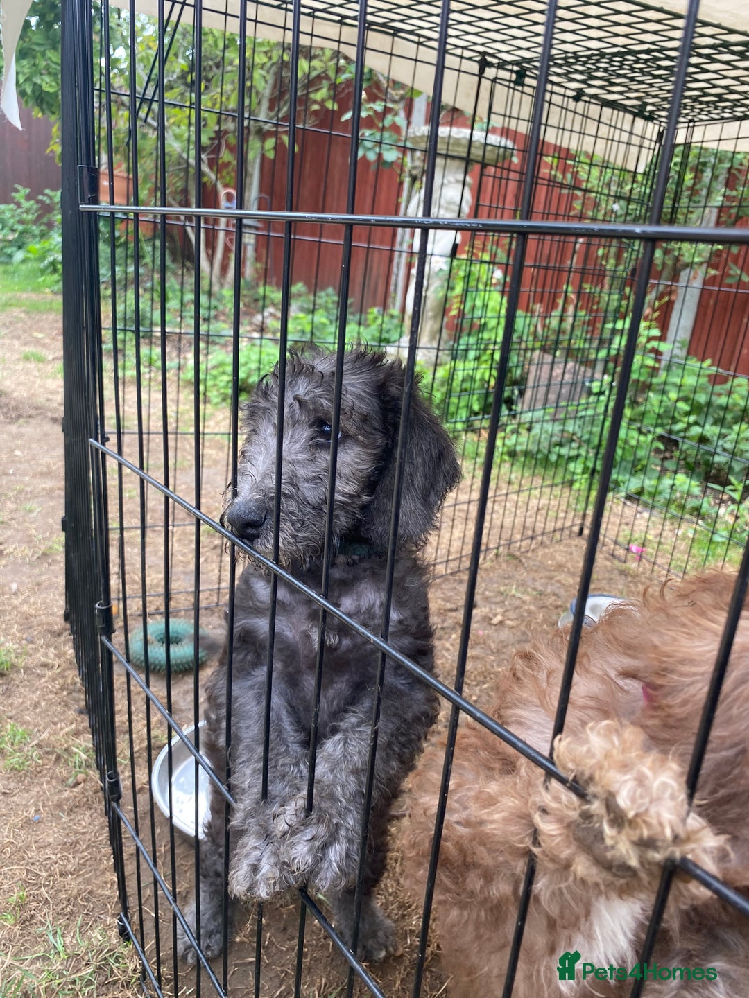 Bedlington Terrier dogs for sale: Bedlington Terrier puppies for sale in Hertford - Image 39