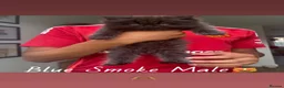 Persian cats for sale: Stunning Persian kittens 🫶🏽 - Advert 2