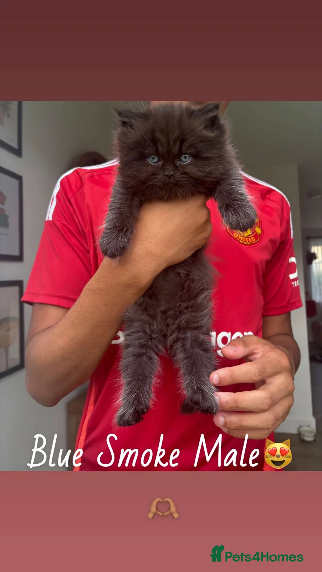 Persian cats for sale: Stunning Persian kittens 🫶🏽 - Advert 2