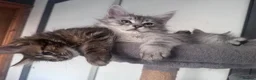 Maine Coon cats for sale: Beautiful Maine coon Kittens 4 left - Advert 4