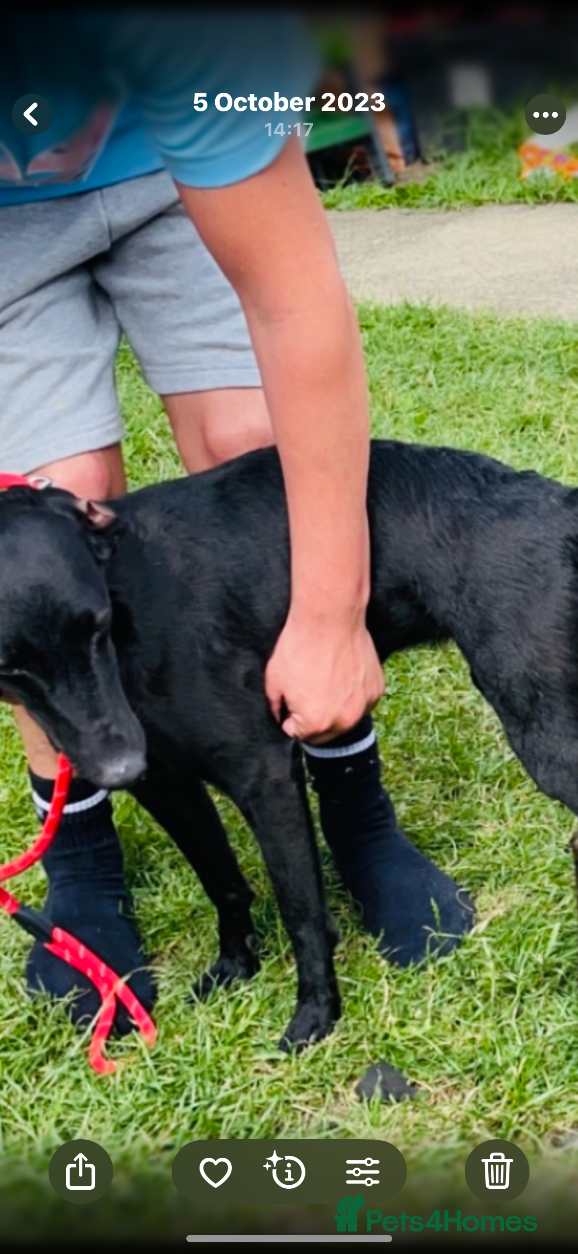 Whippet dogs whippets  - Advert 1