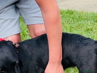 Whippet dogs whippets - Advert 1