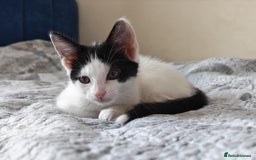 Mixed Breed cats for sale: Two adorable girls - Image 2
