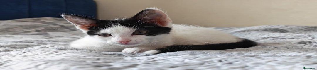Mixed Breed Kitten 1